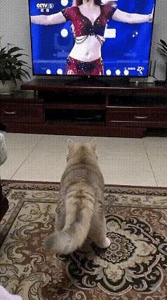 这猫咪，成精了[捂脸哭]