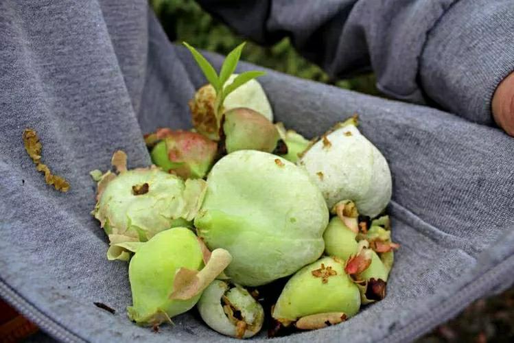 这零食，应该不会被315上榜了吧？[红脸笑]它生在春风里，长在茶树上，配料表只有