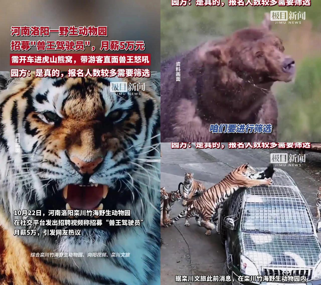 月薪5万跟老虎贴贴的活儿，真能轮着咱打工人？洛阳一野生动物园招“兽王驾驶