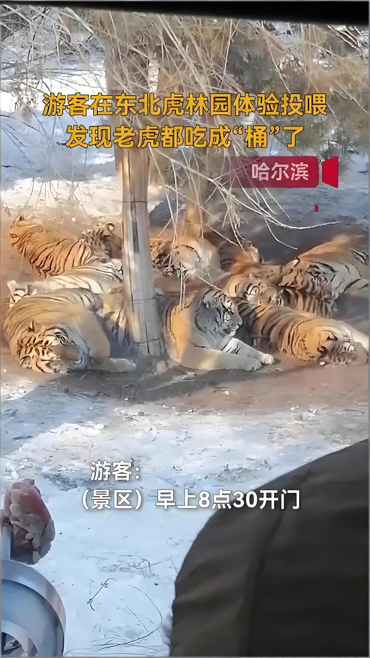 初期投喂游客：虎子，尝尝这个大肉串，老香了！东北虎：嗯？有点东西，浅尝一口吧