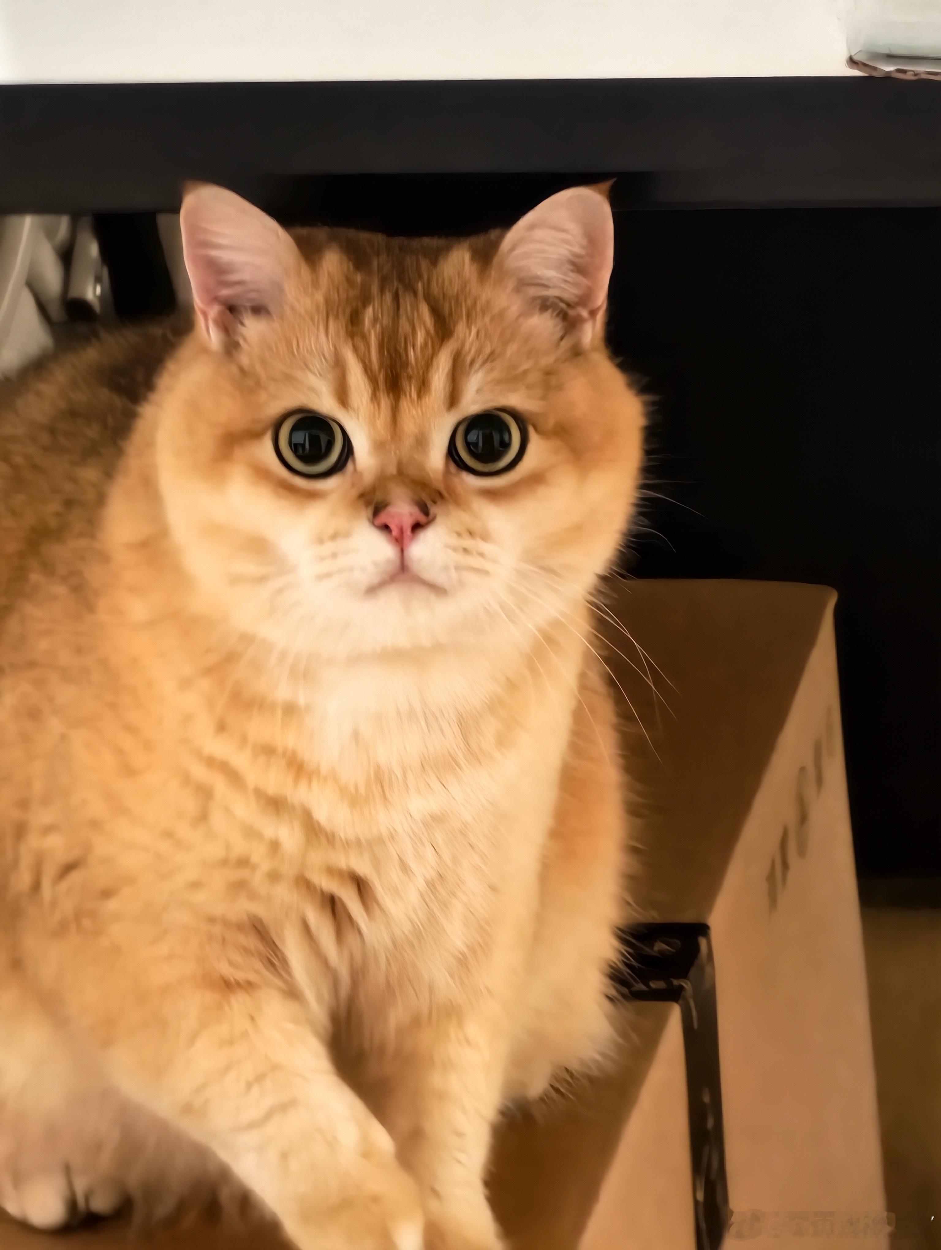 养猫人才知道小猫这一脚的含金量有时候小猫踩人真的可痛了，尤其是跳肚子上的时候