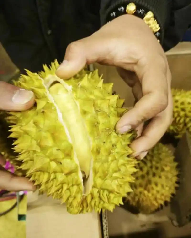 喜讯！2万吨榴莲来了！随着中老泰全铁冷链班列常态化运行，大批东南亚榴莲直达成