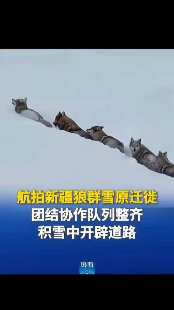 航拍新疆狼群雪原迁徙，团结协作队列整齐，积雪中开辟道路。新华社快看。近日新疆