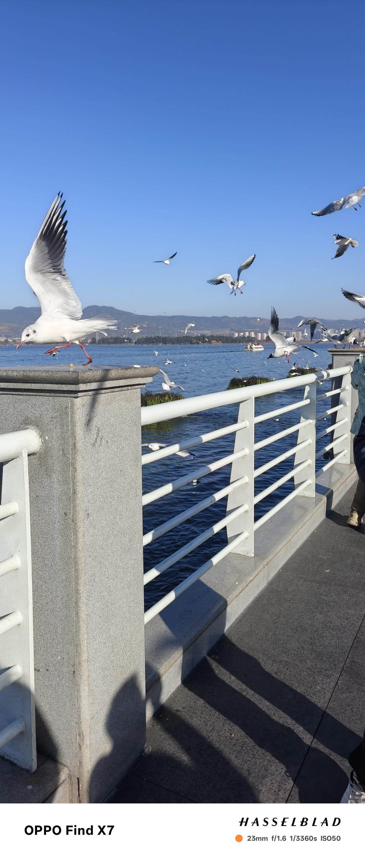 自驾云南D6，曾着海鸥上班，带足鸟儿爱吃的面包火腿肠，早上的滇池游人可真多啊！