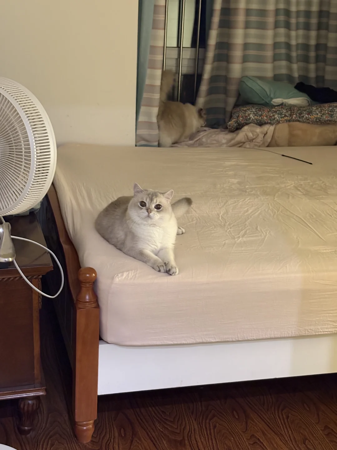 骗你的小猫才不会看镜头