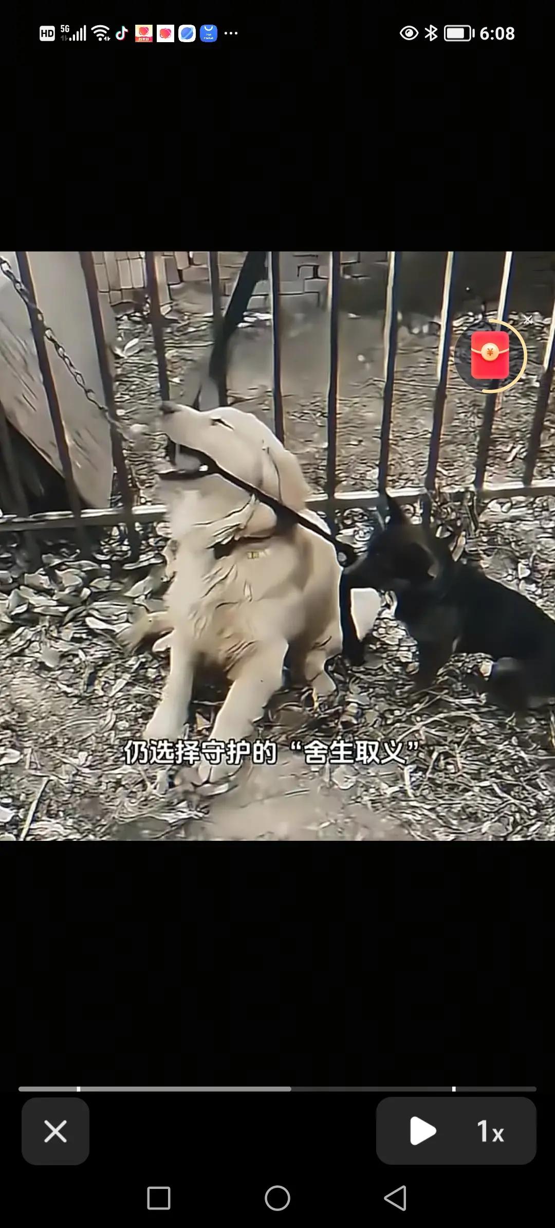 狗狗舍己取义。宝宝跳舞能有多可爱创作者中心创作灵感@空軍戰士才哥杜世才