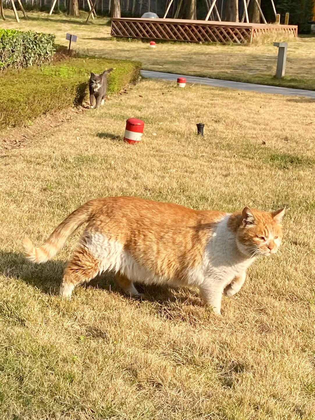 以前的短短不狐单野生喵短短