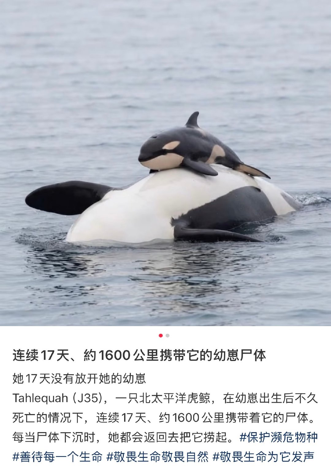 谁懂第二张图片对我的震撼！虎鲸的眼神，妈妈的眼神……#虎鲸妈妈带幼崽尸体十七天#​