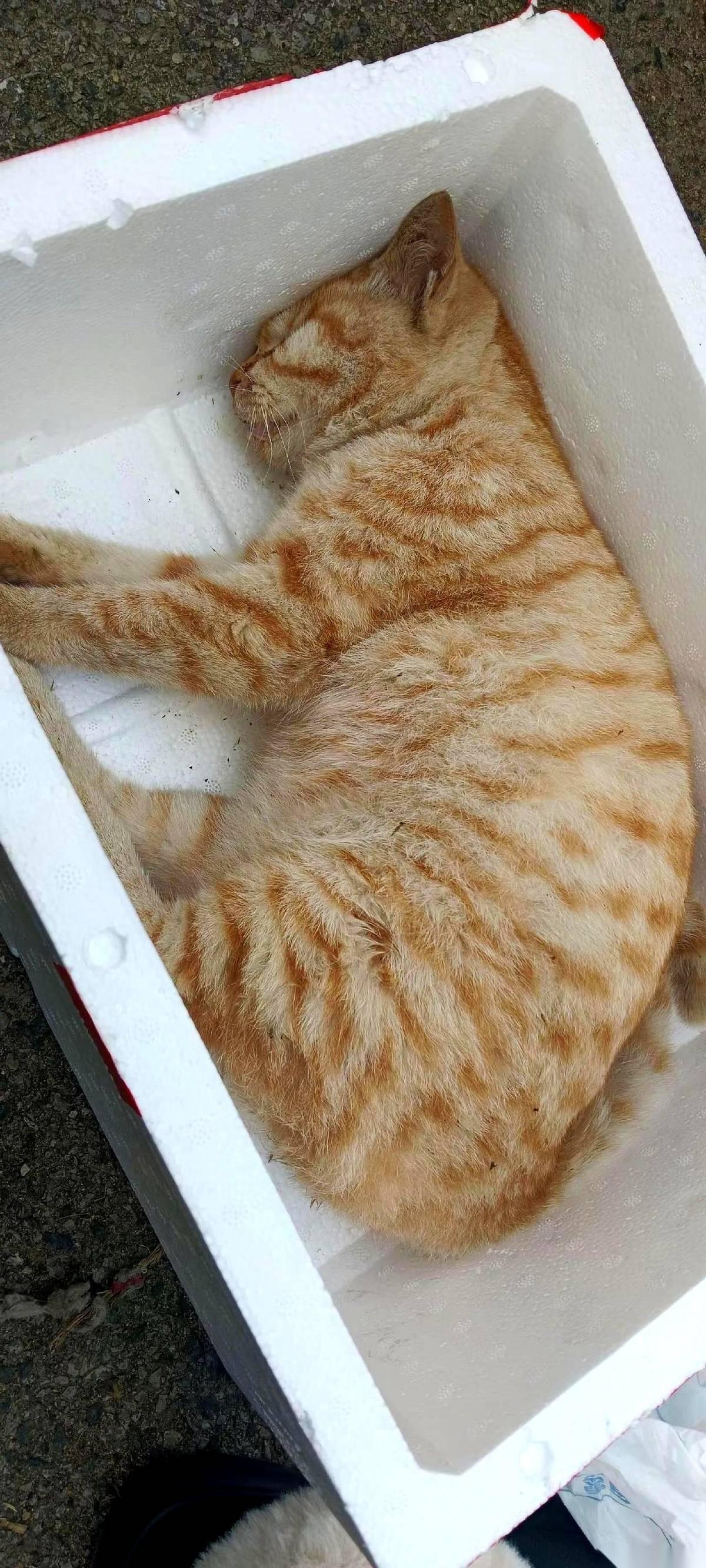 真下得去手啊。眼睁睁看着它从活蹦乱跳，到在我面前抽搐，最后身子一点点变僵。我