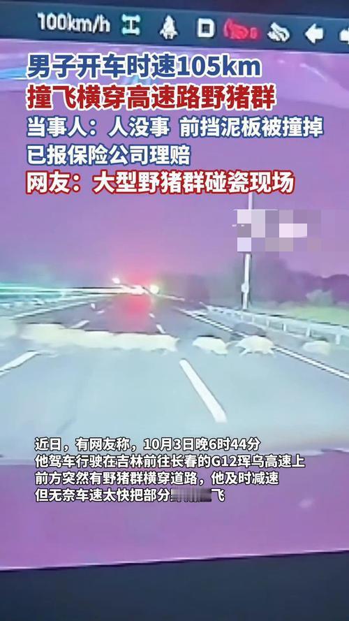 男子时速105公里撞野猪群！方向盘没乱打救了全家，这些保命细节你必须知道谁能