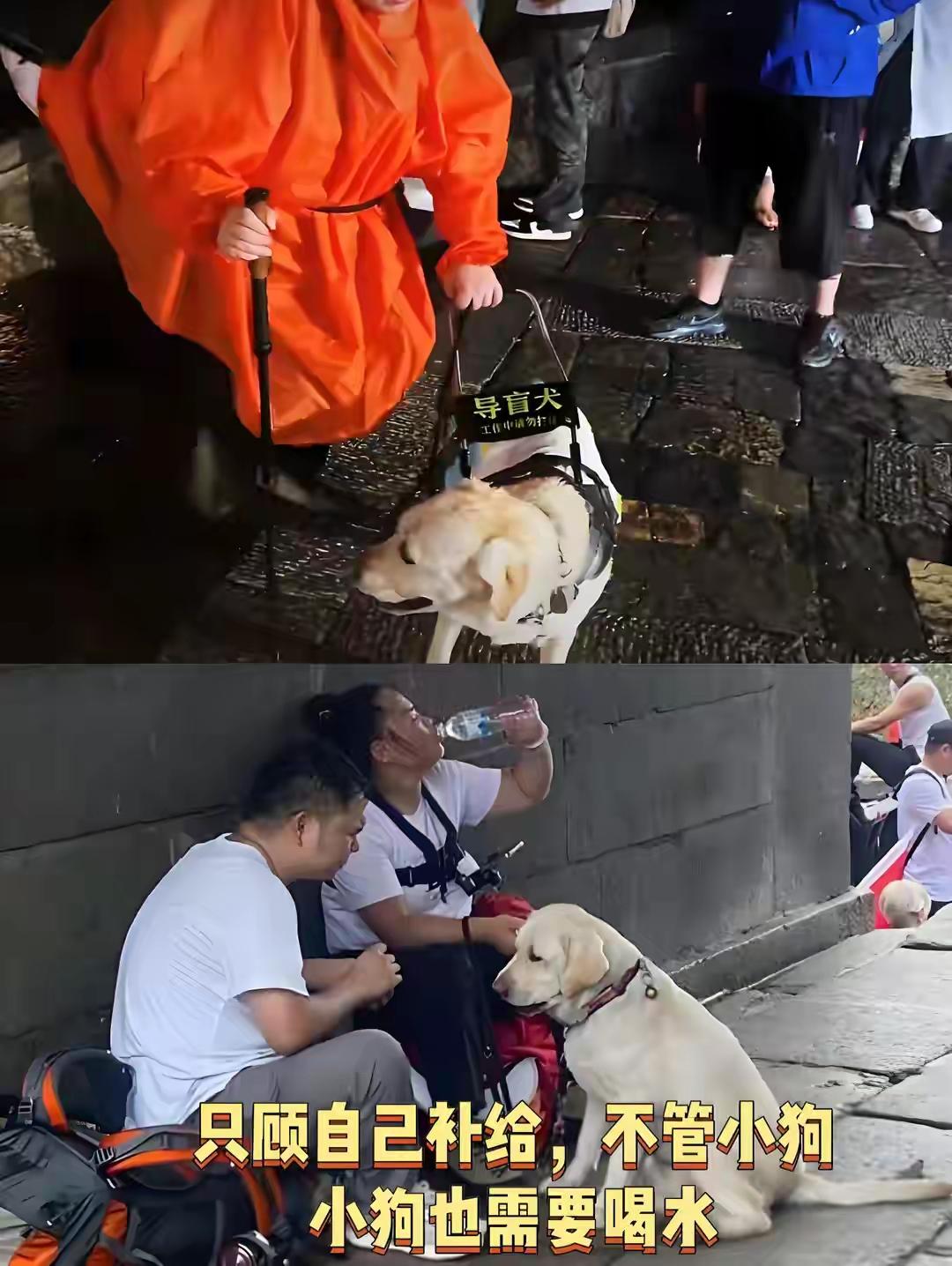 “芬迪”被导盲犬基地收回去，曾经的主人王莹莹情绪崩溃，问网友：谁规定的，盲人不能