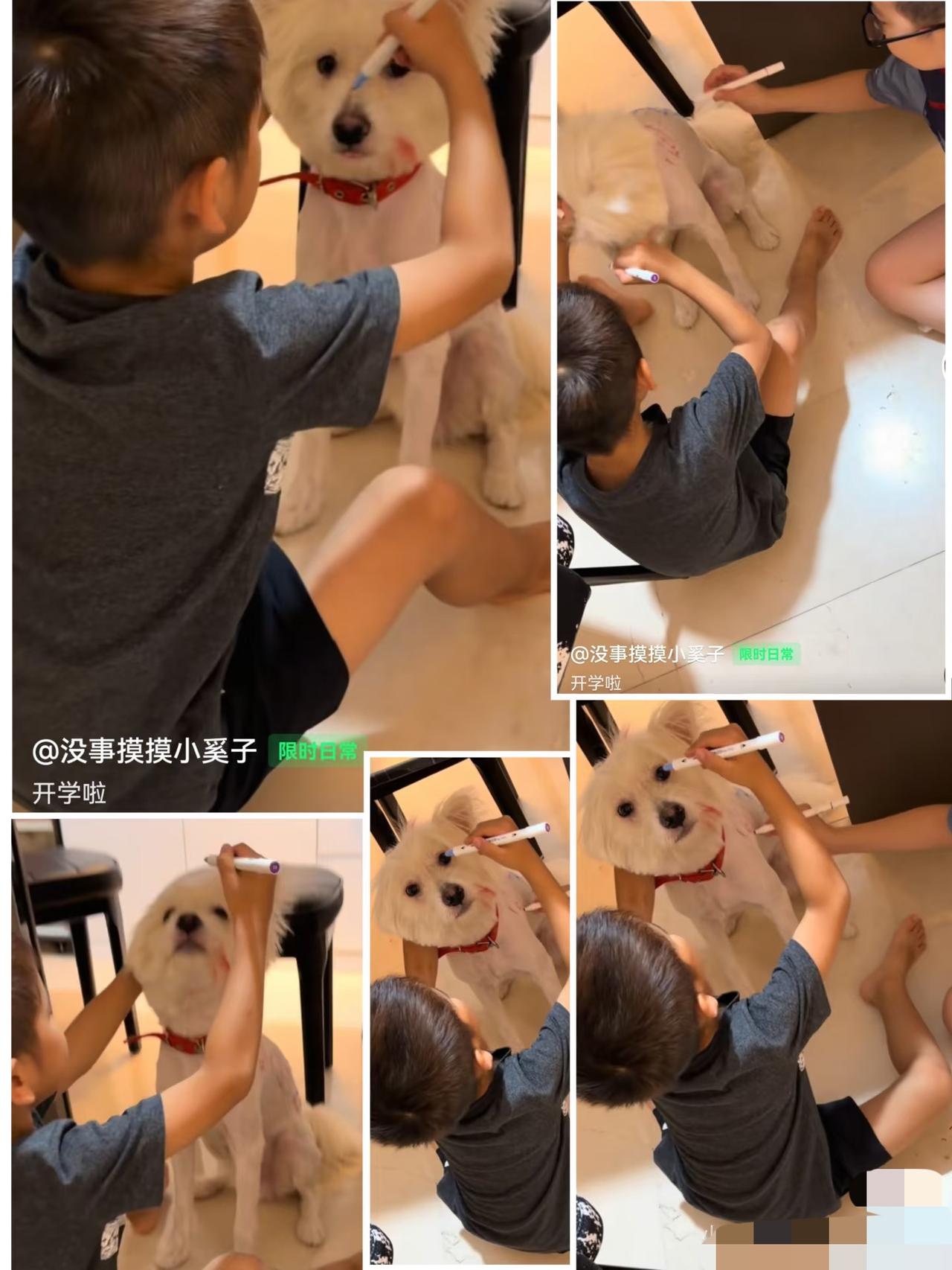 梁靖崑的妻子吐槽：总算开学啦，我们家的狗太不容易啦！哈哈哈😄，凉皮和二宝这