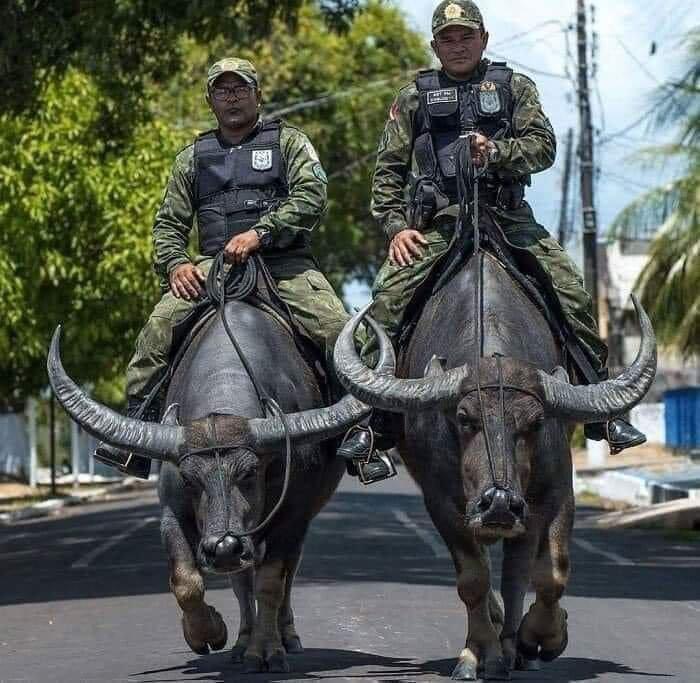 巴西警方利用水牛来追捕那些试图在河流和沼泽中逃窜的罪犯……在巴西北部，坐落着亚