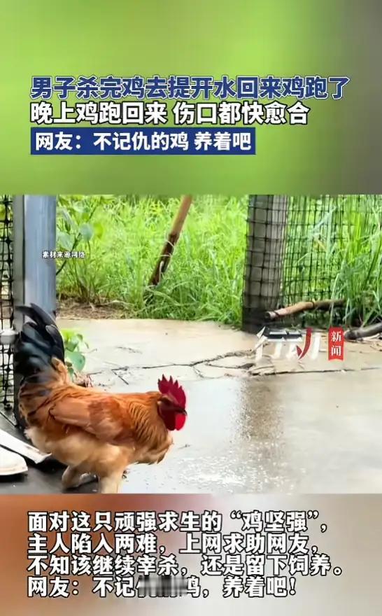 “太顽强了！”男子杀鸡割喉放血，进屋取开水回来鸡没了！当晚它竟自己走回家，伤口都