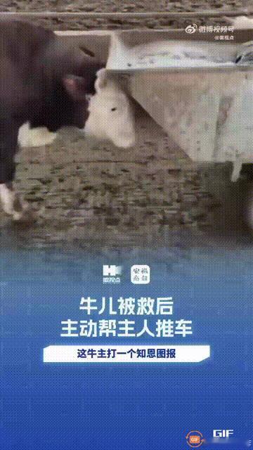 安徽一对夫妻的养殖场里有六七百头牛，但有一头牛比较特殊，每次妻子把食物推进去，或