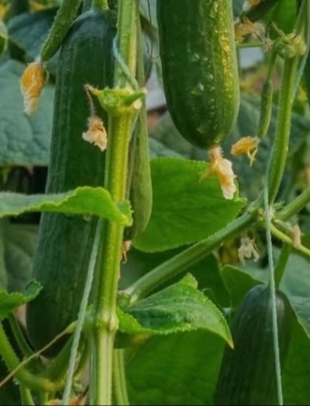 0800黄瓜的种植一、土壤要求：黄瓜对土壤要求较高，适宜选择疏松、排水良好、有机