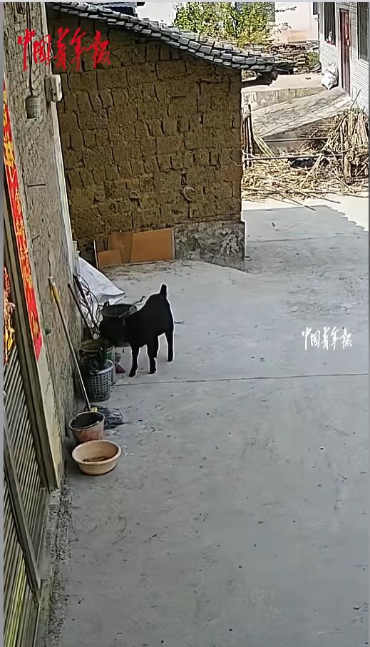 “笑不活了！”近日，云南昭通，两只羊一起去村民家偷东西吃，一只羊在桶里发现了食物