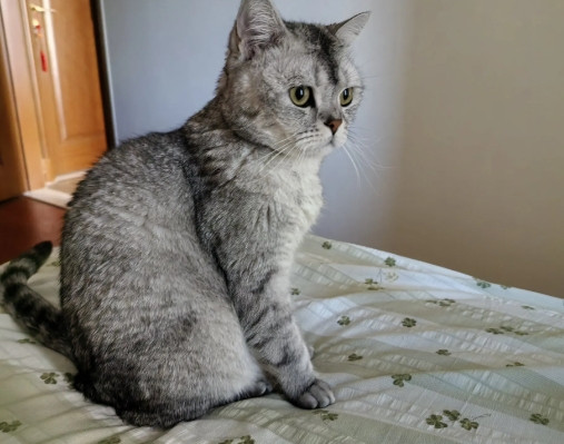 猫咪越来越馋了！开始和我们斗智斗勇了