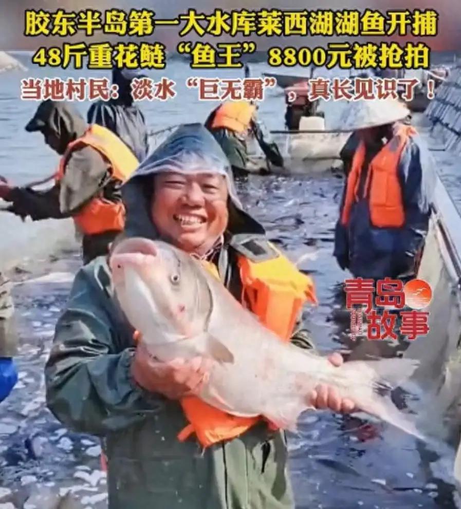 莱西湖一年能捕150万斤鱼？最近看到媒体报道，5月初开始的莱西湖（又称产芝水库）