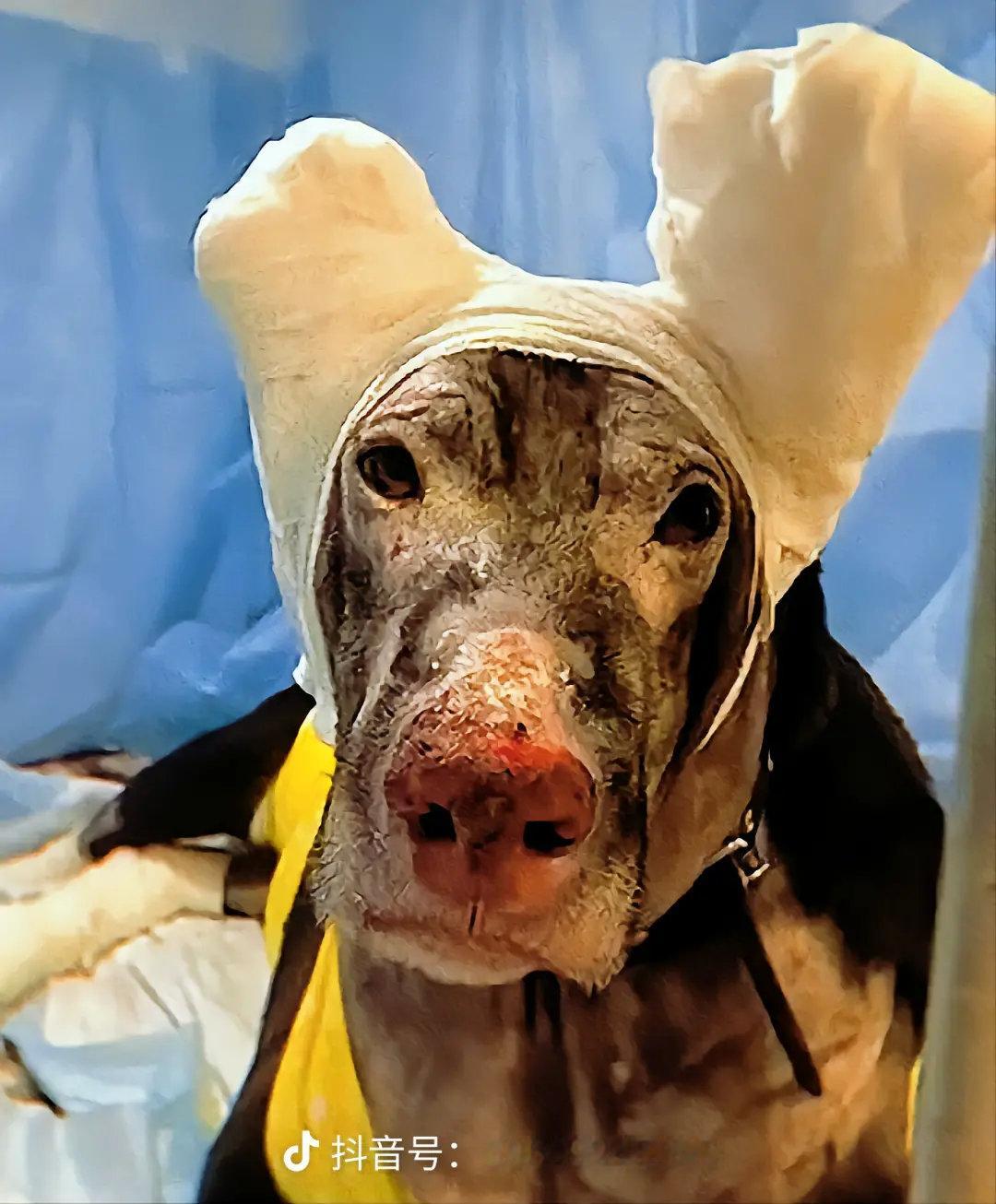 一小区发生火灾，这只名为冬冬的狗狗闯入火灾现场示警，四家住户才平安无恙。可是勇敢