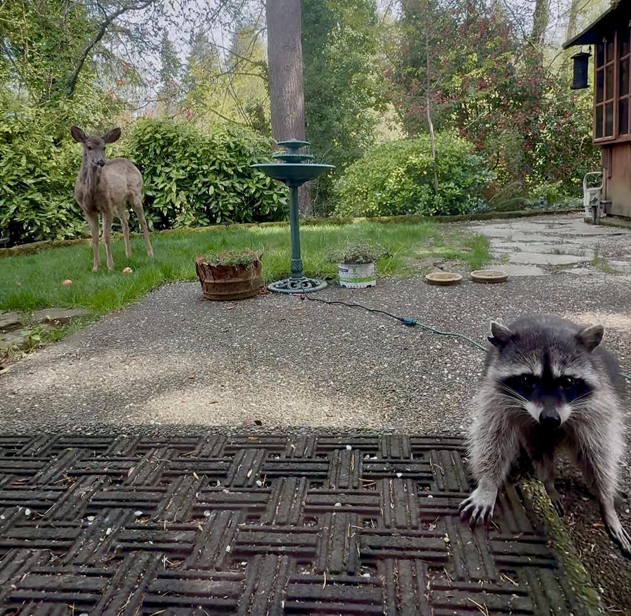 一只鹿和一只浣熊在门廊上相遇，鹿平静站立，浣熊好奇靠近。网友调侃这像专辑封面《B