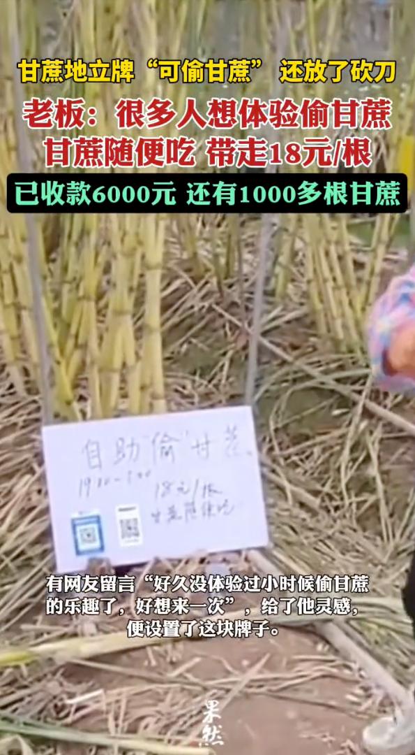凭什么不能白天“偷”，只能晚上19点到5点“偷”？浙江绍兴一甘蔗地，放了块牌