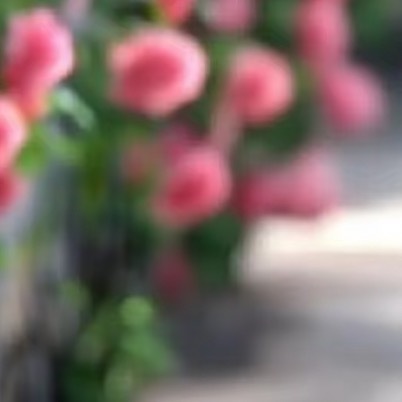 蔷薇的种植：1、种植方法种植蔷薇花可以采用播种的方法，蔷薇花的最佳播种时间是