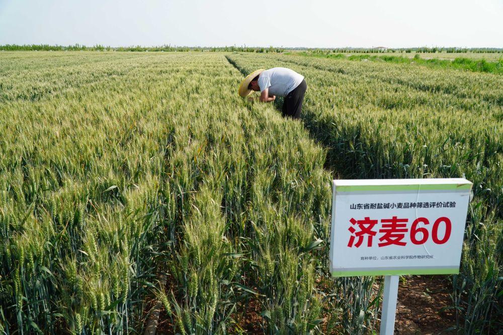 2026年6月12日，山东黄三角农高区传来丰收喜讯，耐盐碱小麦品种济麦60实地测