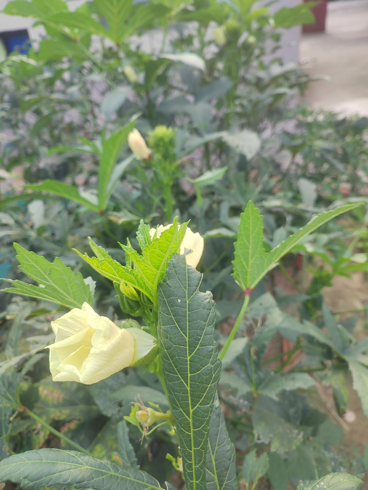 今天，我讲的是一个真实的故事！邻居李奶奶今年75岁，6年前老伴因患贲门癌离开