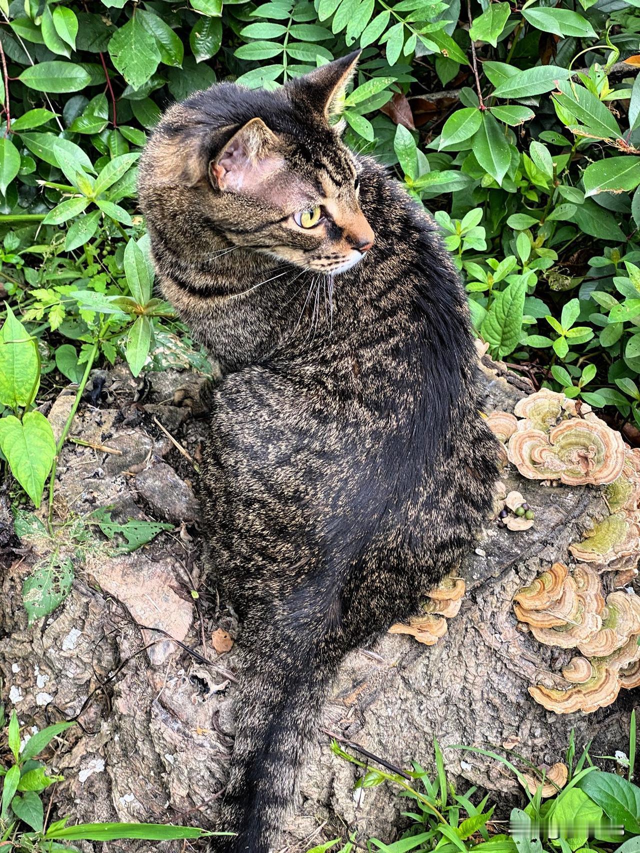 以一张照片记录你家猫咪的可爱今天狸花猫精神状态不错，玩得很开心，先玩打滚的游戏，