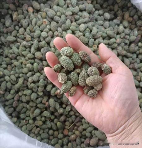 说来也奇，痰湿与肝郁竟和胆囊息肉暗藏关联？从一则医案讲起话说在民国年间，有一