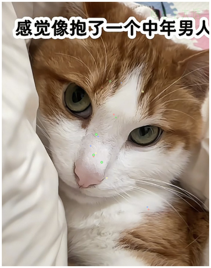 当养的宠物过了最佳赏味期