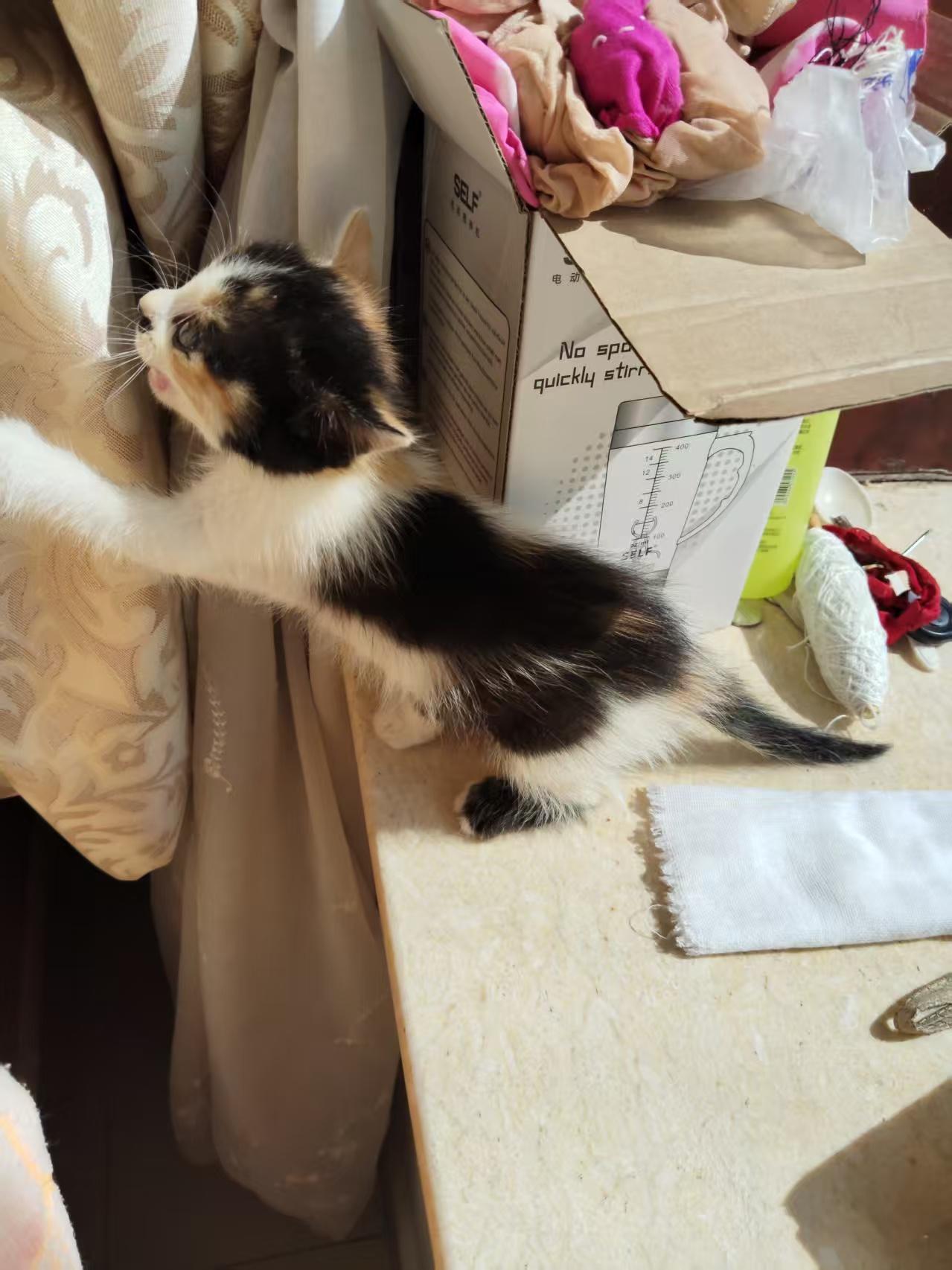 一只小猫承载的母爱！今天70岁的老娘电话给我，说邻居家的猫生了崽，她想让我抱一