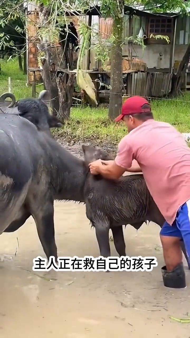 救助卡住的小牛。注意看眼前的一幕，真是令人心疼不已。小牛的脖子意外卡到了老牛的