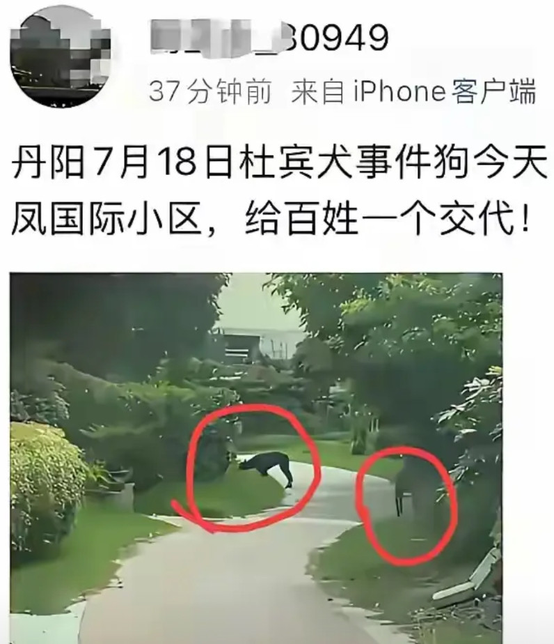 这就是“已妥善处理”了？丹阳方面刚宣布“已妥善处理”，两只杜宾犬再次出现在丹