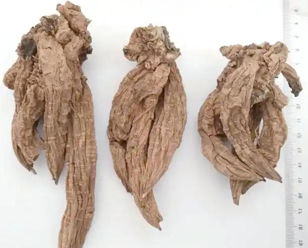 黎明时分，老中医王教授习惯性地推开诊室的木窗，让清晨的第一缕阳光洒进来。窗台上，