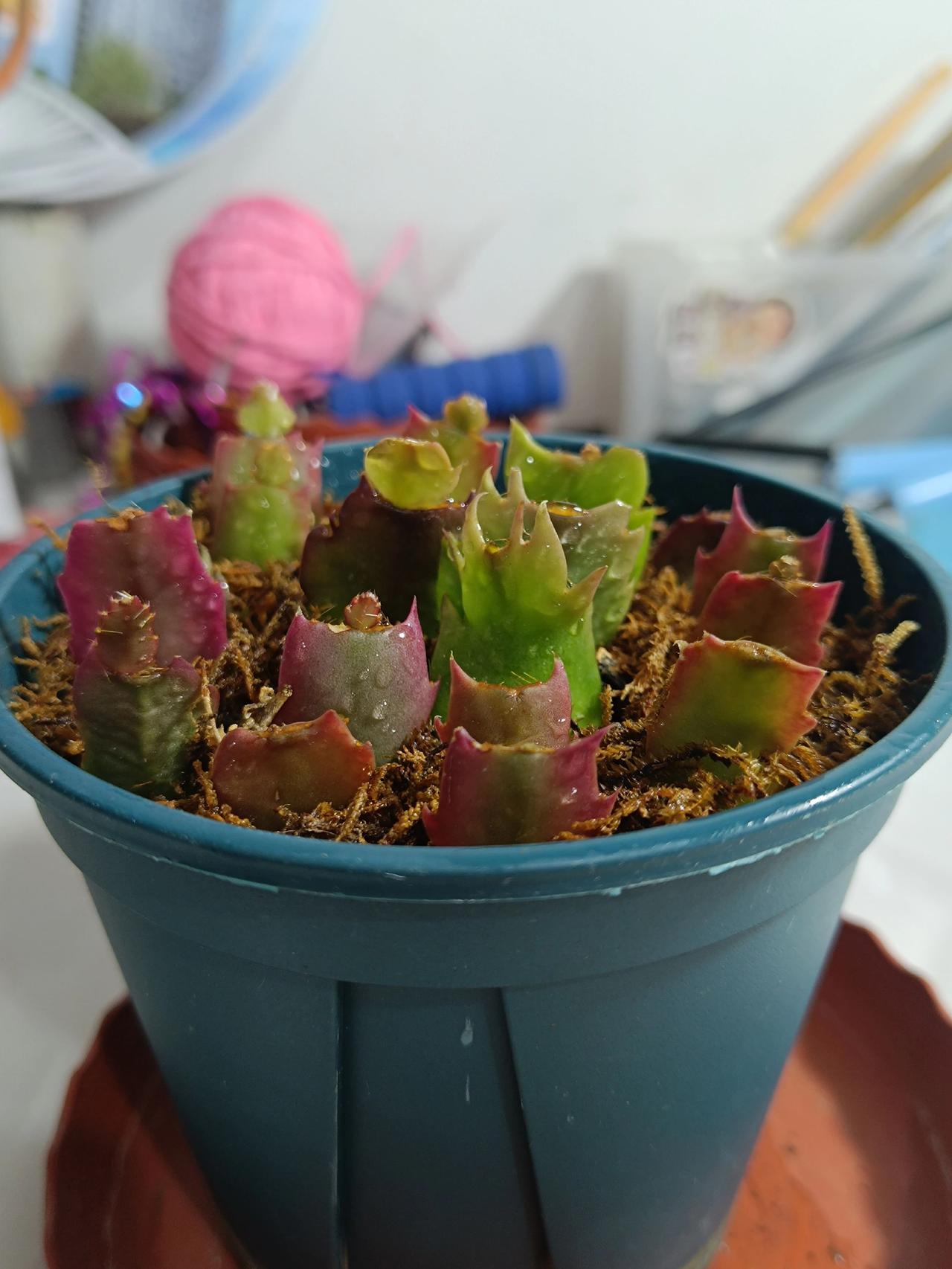 助人为乐，又一份蟹爪兰分享给我的青岛粉丝