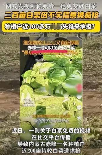 两天，200亩白菜被抢光！一条没核实的短视频，加上一家本地媒体的原创报道，让菜农