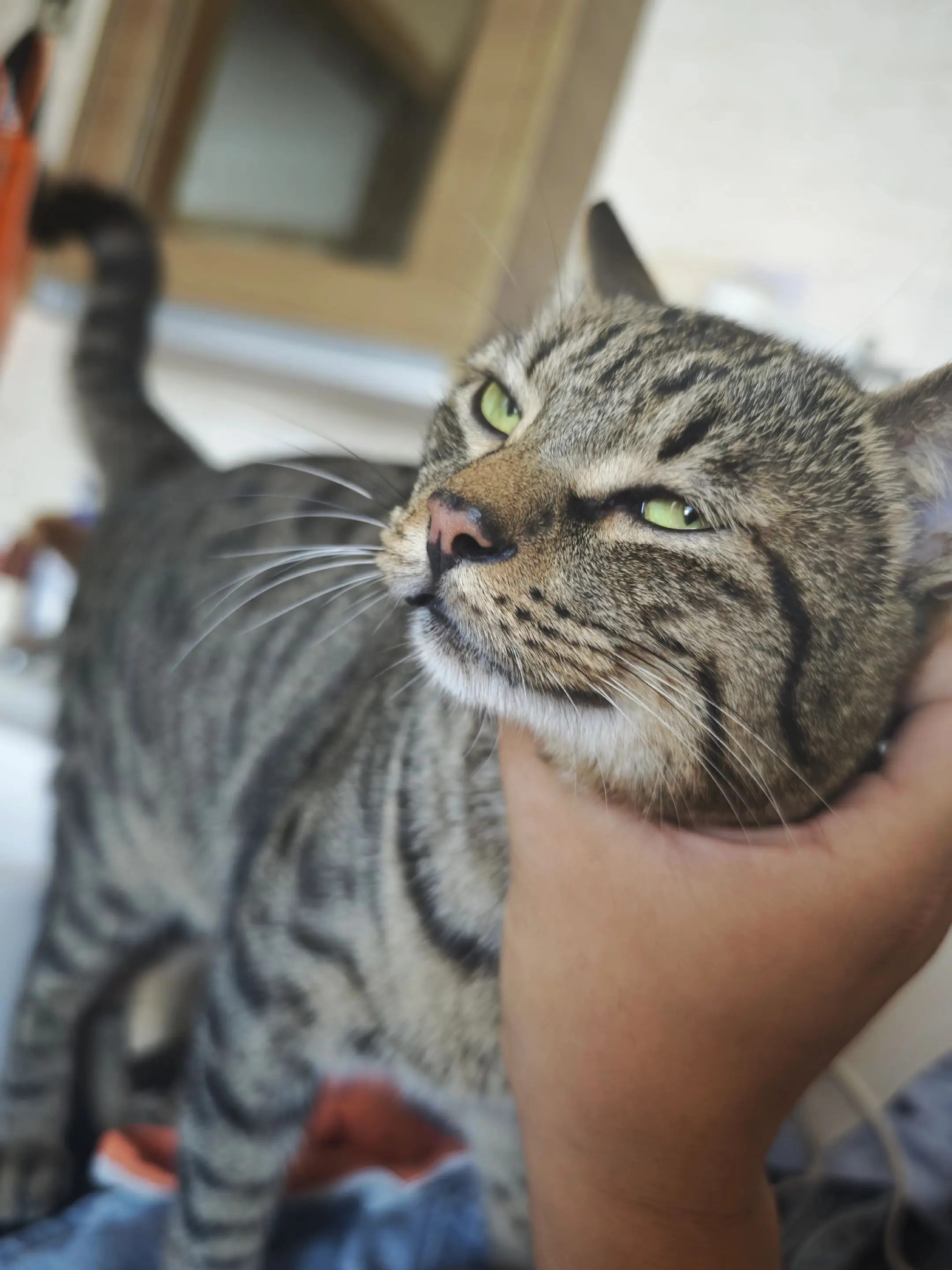 还得是狸花猫！谁能不爱狸花猫啊！