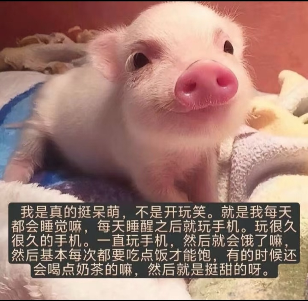 卧槽来上海以后胖了十斤..这个体重刚好适合过年回家出栏