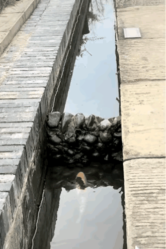 万万没想到！四川，一游客在景区看到一条鲤鱼准备跳跃龙门，鲤鱼跳了很多次都没有成功