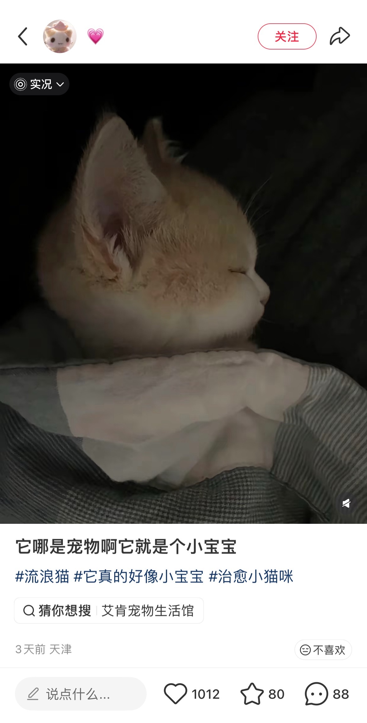 我竟然在一只小猫咪脸上看到了自己心中完美的幼态侧颜….（开玩笑好可爱喔💕​