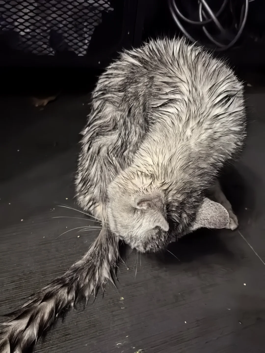 🆘求助，怎么帮流浪小猫找她的崽？