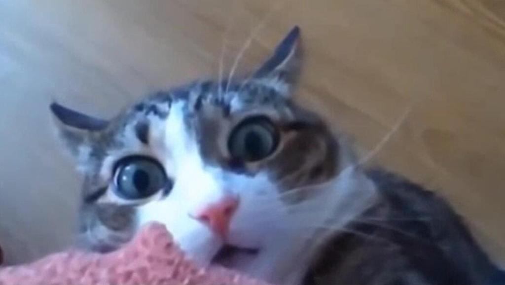小猫coke恶搞视频,可爱小猫搞笑视频