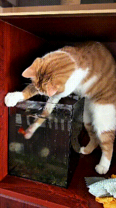 乖乖嘞，俺家这橘猫真是气人又好笑，成天不老实，没事就扒拉鱼缸捞小鱼。伸着小爪子