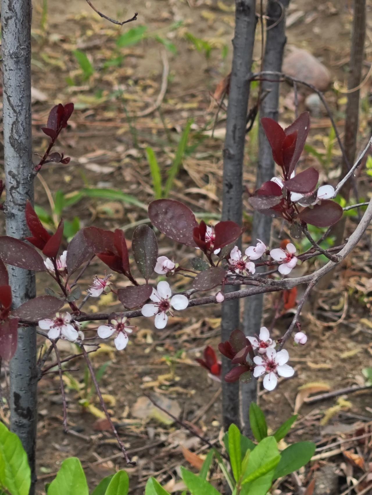 谁有花草照片，可以晒下吗我的相册里有好多花草树木的照片，美到爆了，给你们分享几张