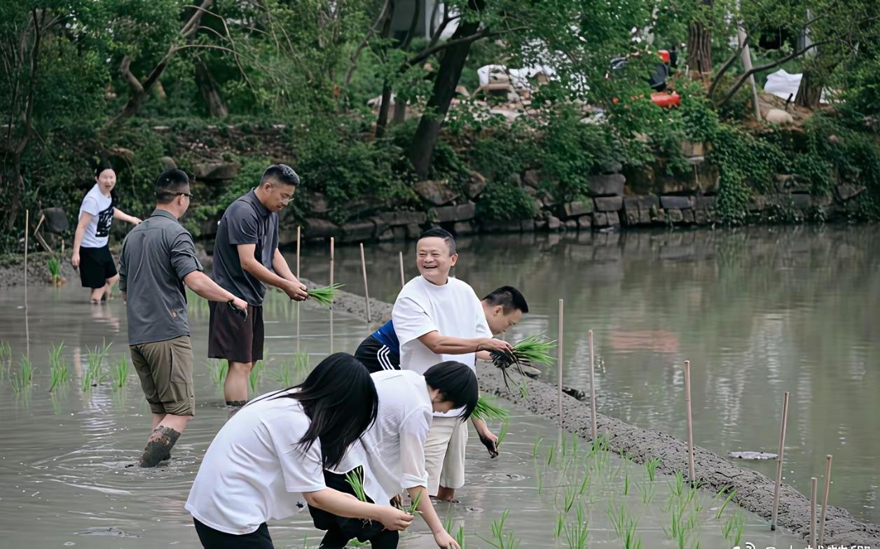 马云够亲民的，带领阿里高管来到田里插秧，这一幕确实让人眼前一亮。阿里ceo马云