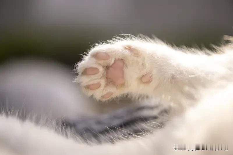 为什么猫咪喜欢扒拉东西?猫咪喜欢扒拉东西，这可是它们的天性使然！猫爪子虽小却强