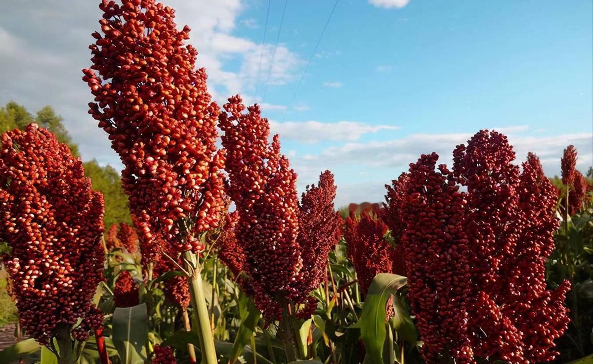 过去大量种植的高粱，为什么现在很少见到了？农村老家的田埂边，以前总能看见几垄