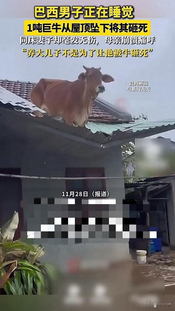 这意外的概率小到离谱！男子在家中睡觉被“1吨重的牛”给砸死了，谁能想到，睡觉还能